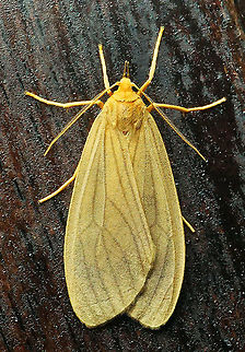 #228 Dapa, Valle Del Cauca 2100m