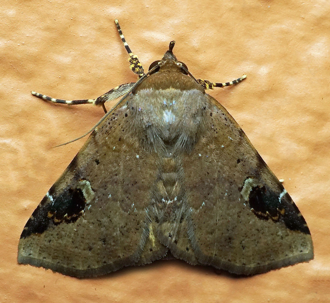 #230 Dapa, Valle Del Cauca 2100m