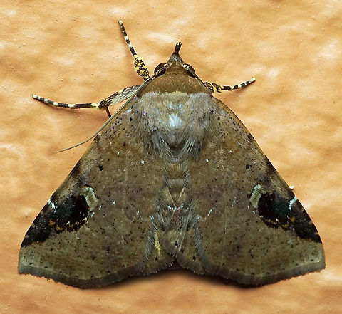 #230 Dapa, Valle Del Cauca 2100m