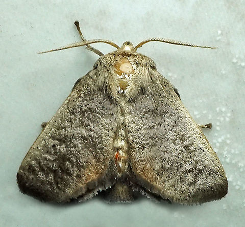 #232 Dapa, Valle De Cauca 2100m