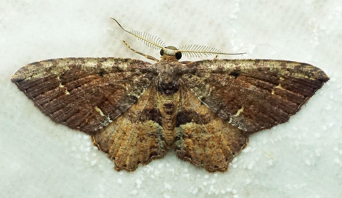 #231 Dapa, Valle Del Cauca 2100m