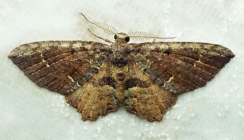 #231 Dapa, Valle Del Cauca 2100m