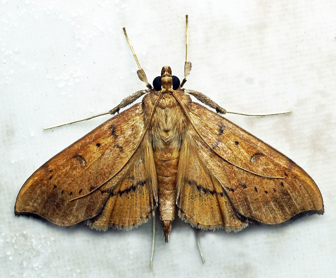 Anarmodia nebulosalis Dapa, Valle Del Cauca 2100m Anarmodia nebulosalis