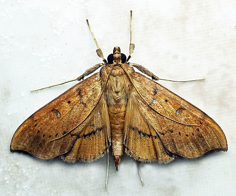 Anarmodia nebulosalis Dapa, Valle Del Cauca 2100m Anarmodia nebulosalis