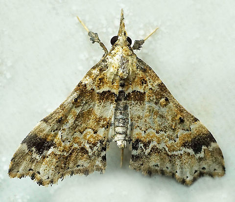 #235 Dapa, Vall Del Cauca 2100m