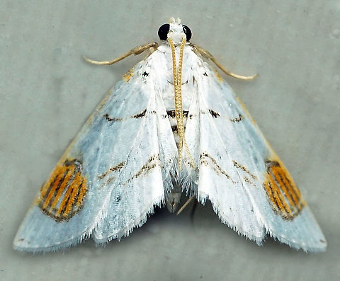 Neurophyseta sp. Dapa, Valle Del Causa 2100m