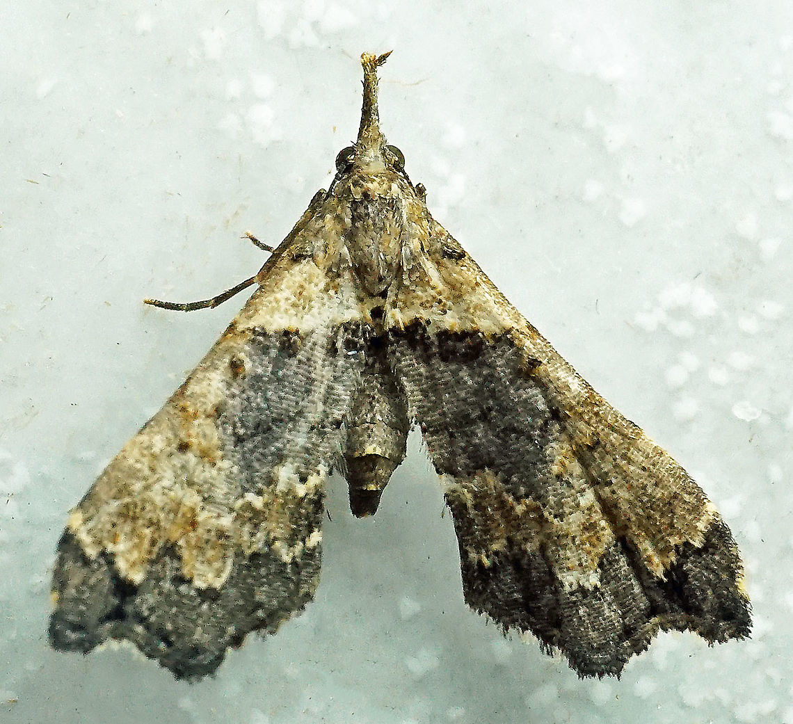 Lascoria sp. Dapa, Valle Del Causa 2100m