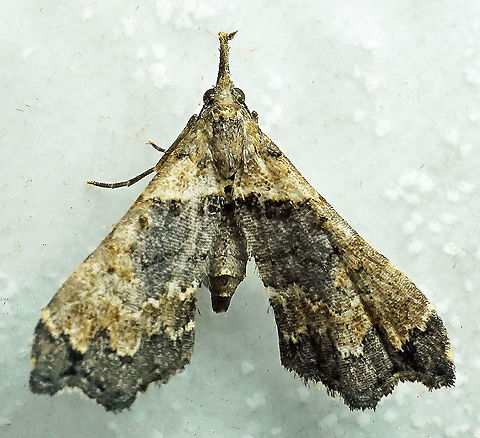 Lascoria sp. Dapa, Valle Del Causa 2100m