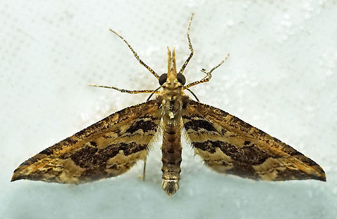 #238 Dapa, Valle Del Causa 2100m