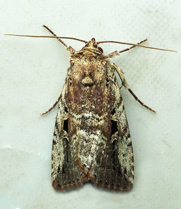 Elaphria sp. Dapa, Valle Del Cauca 2100m