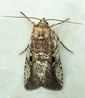 Elaphria sp. Dapa, Valle Del Cauca 2100m