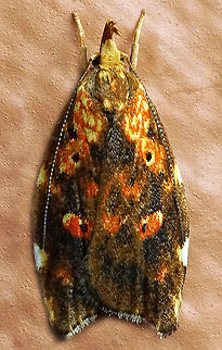 #241 Dapa, Valle Del Cauca 2100m