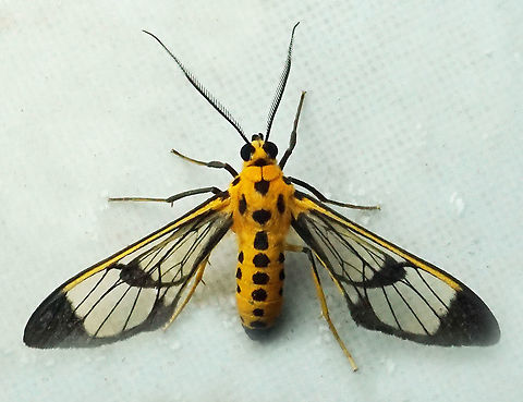 Cosmosoma sp. Dapa, Valle Del Cauca 2100m