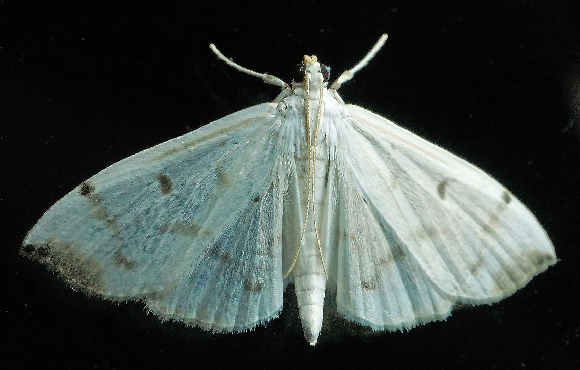 Palpita sp. Dapa, Valle Del Cauca 2100m