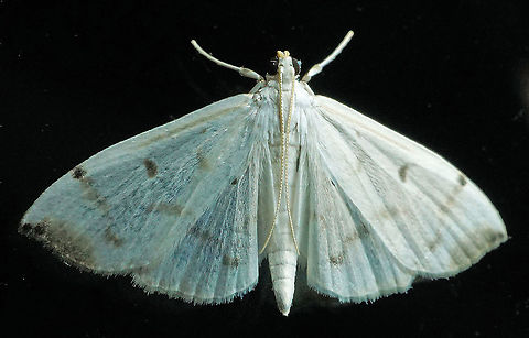 Palpita sp. Dapa, Valle Del Cauca 2100m