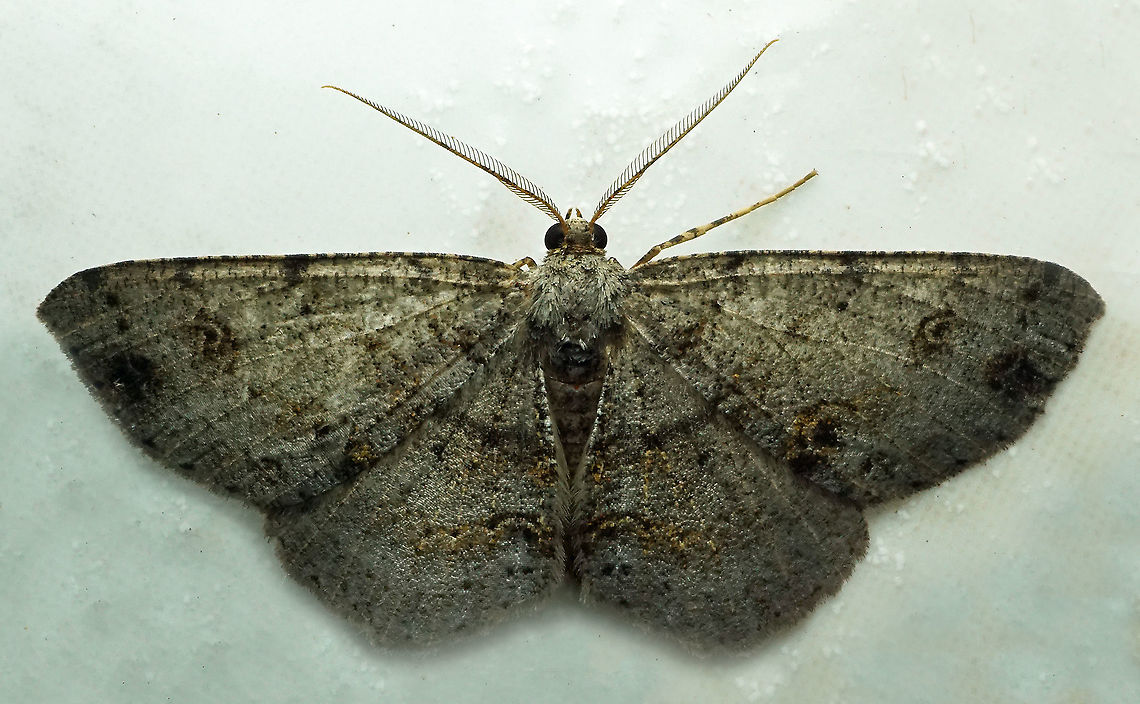 #245 Dapa, Valle Del Cauca 2100m