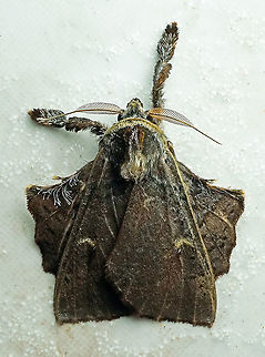 #246 Dapa, Valle Del Cauca 2100m