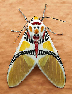 Idalus herois Dapa, Valle Del Cauca 2100m Idalus herois