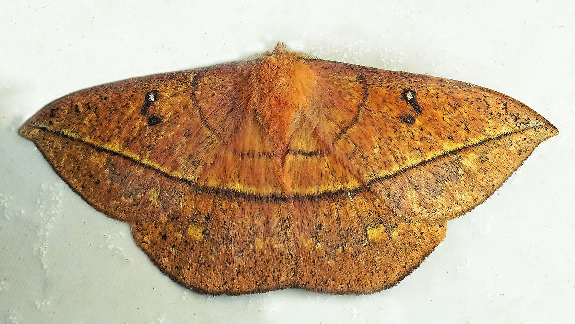 Lonomia Dapa, Valle Del Cauca 2100m