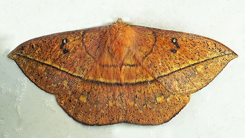 Lonomia Dapa, Valle Del Cauca 2100m