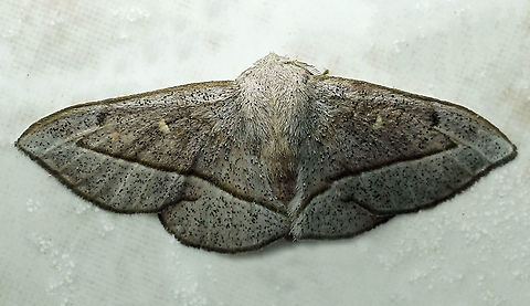 #249 Dapa, Valle Del Cauca 2100m