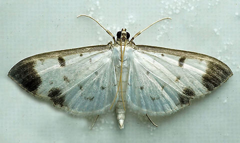 Palpita sp Dapa, Valle Del Cauca 2100m