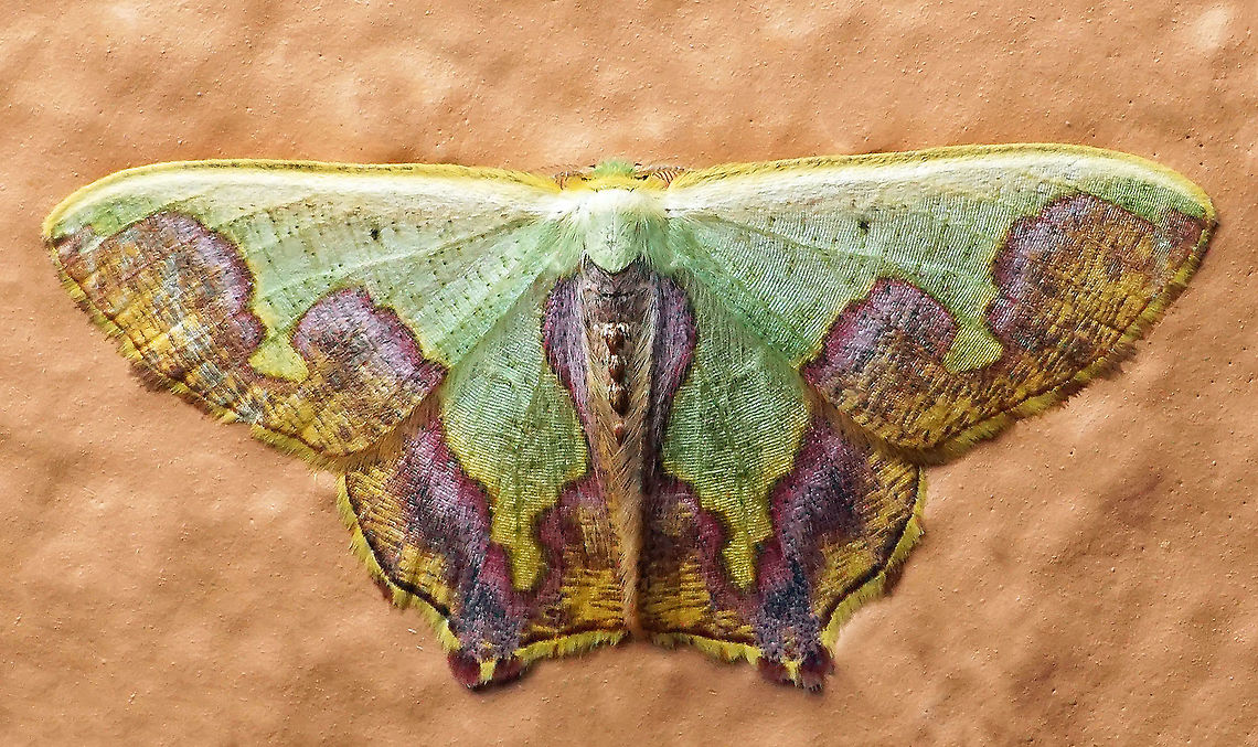 Oospila latimargo Dapa, Valle Del Cauca 2100m Oospila latimargo