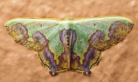 Oospila latimargo Dapa, Valle Del Cauca 2100m Oospila latimargo