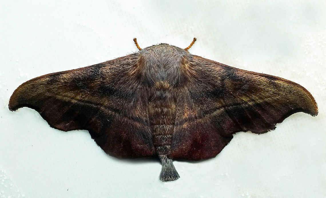 #251 Dapa, Valle Del Cauca 2100m