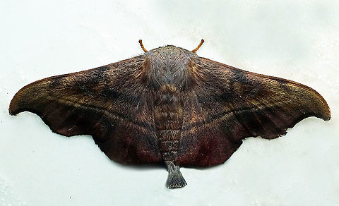 #251 Dapa, Valle Del Cauca 2100m