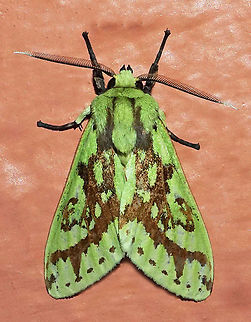 Symphlebia underwoodi Dapa, Valle Del Cauca 2100m Symphlebia underwoodi