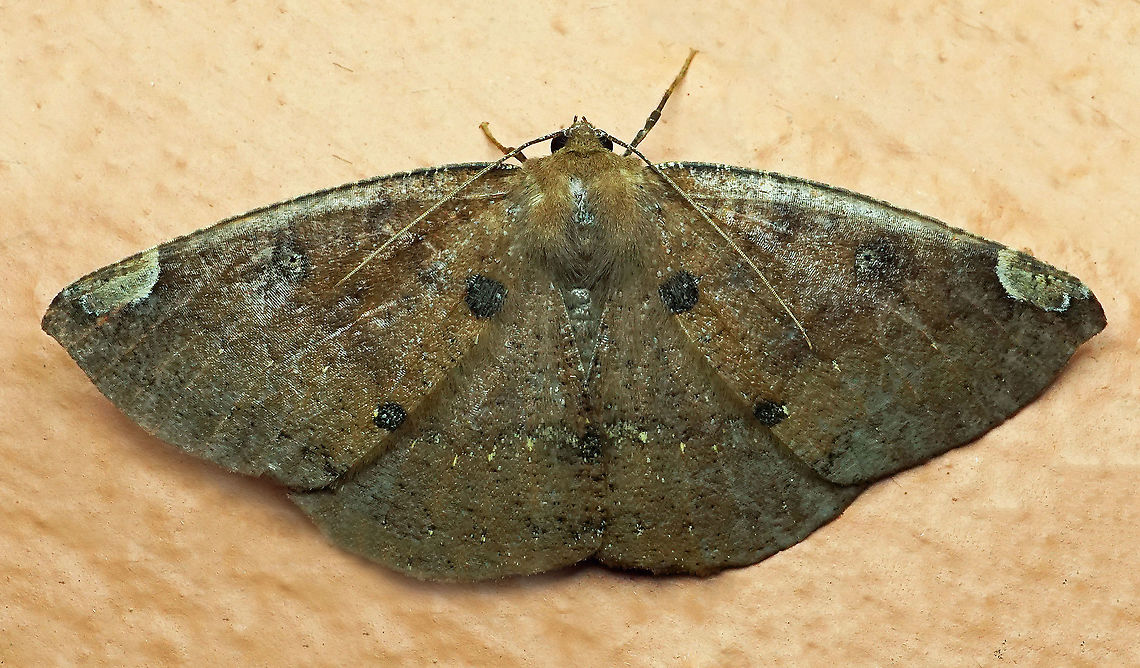 Herbita sp. Dapa, Valle Del Cauca 2100m