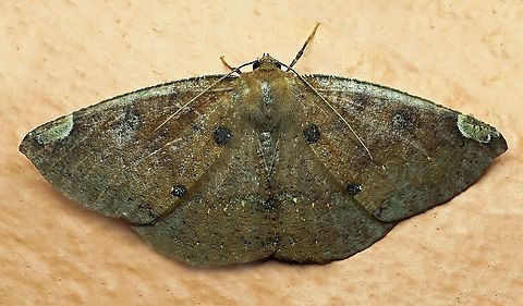 Herbita sp. Dapa, Valle Del Cauca 2100m