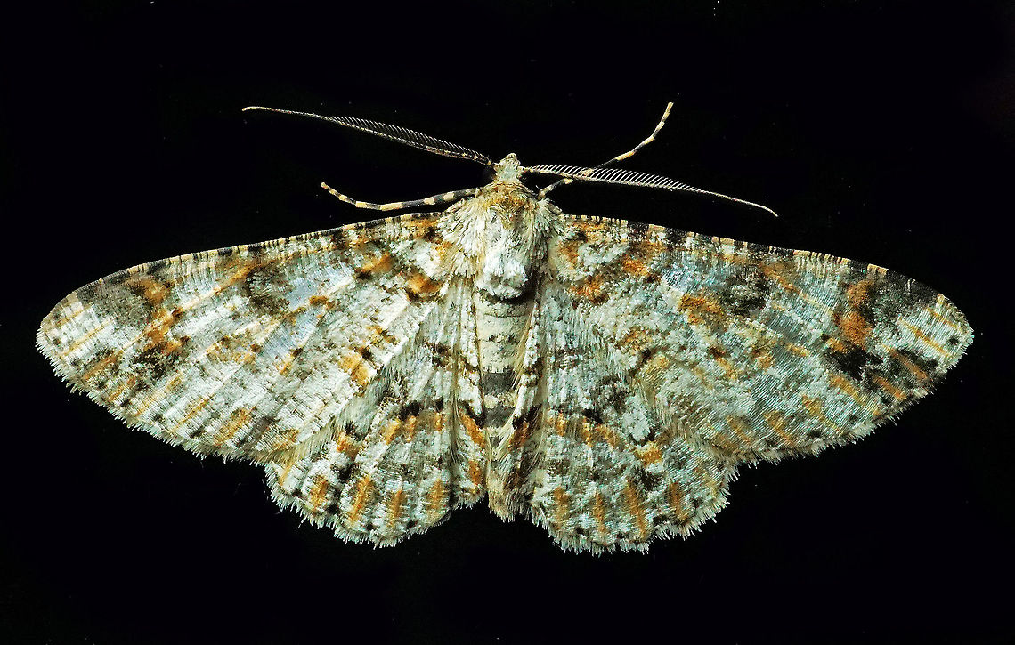 Iridopsis sp. Dapa, Valle Del Cauca 2100m