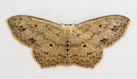 Scopula compensata Dapa, Valle Del Cauca 2100m Scopula compensata,scopula compensata