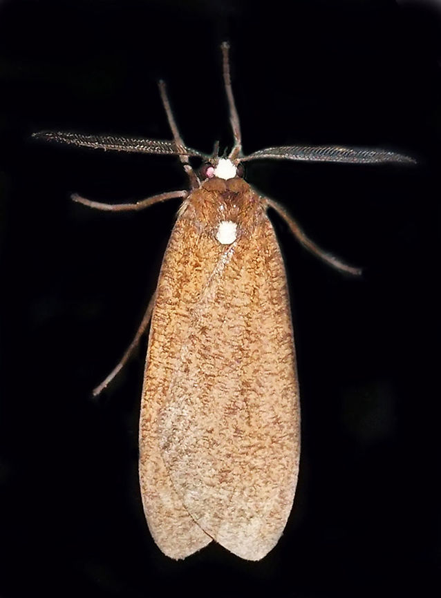 #248 Dapa, Valle Del Cauca 2100m