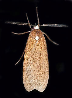 #248 Dapa, Valle Del Cauca 2100m