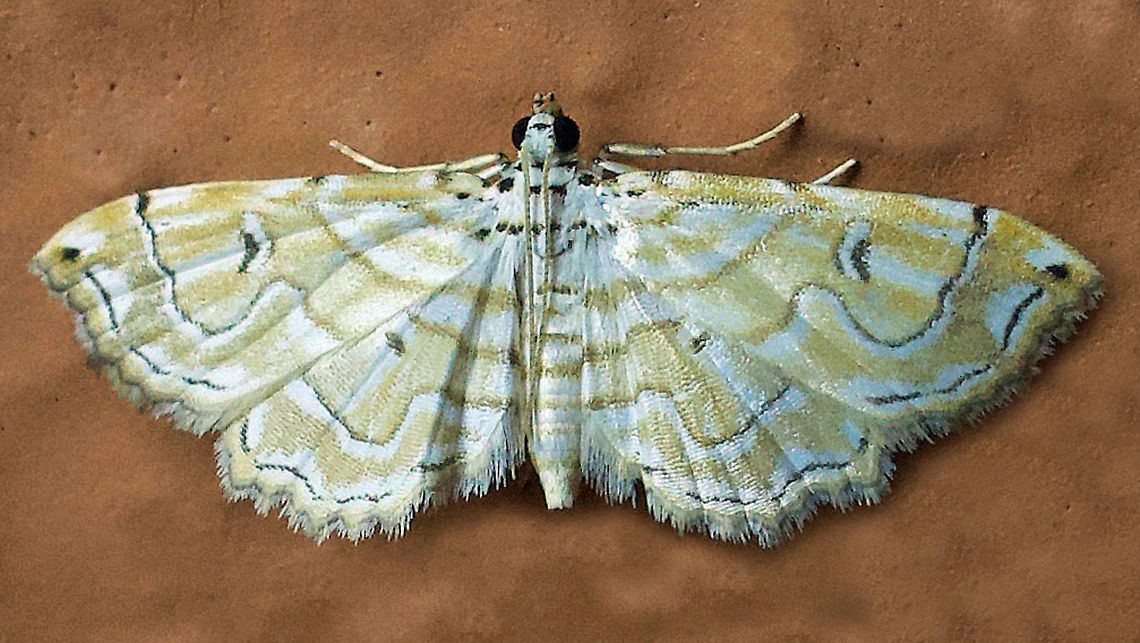 #250 Dapa, Valle Del Cauca 2100m