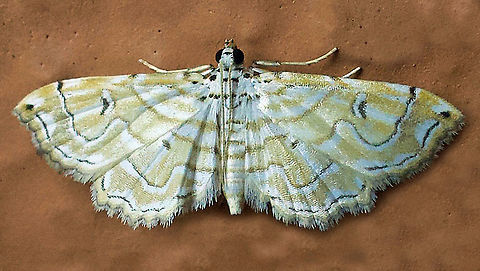 #250 Dapa, Valle Del Cauca 2100m