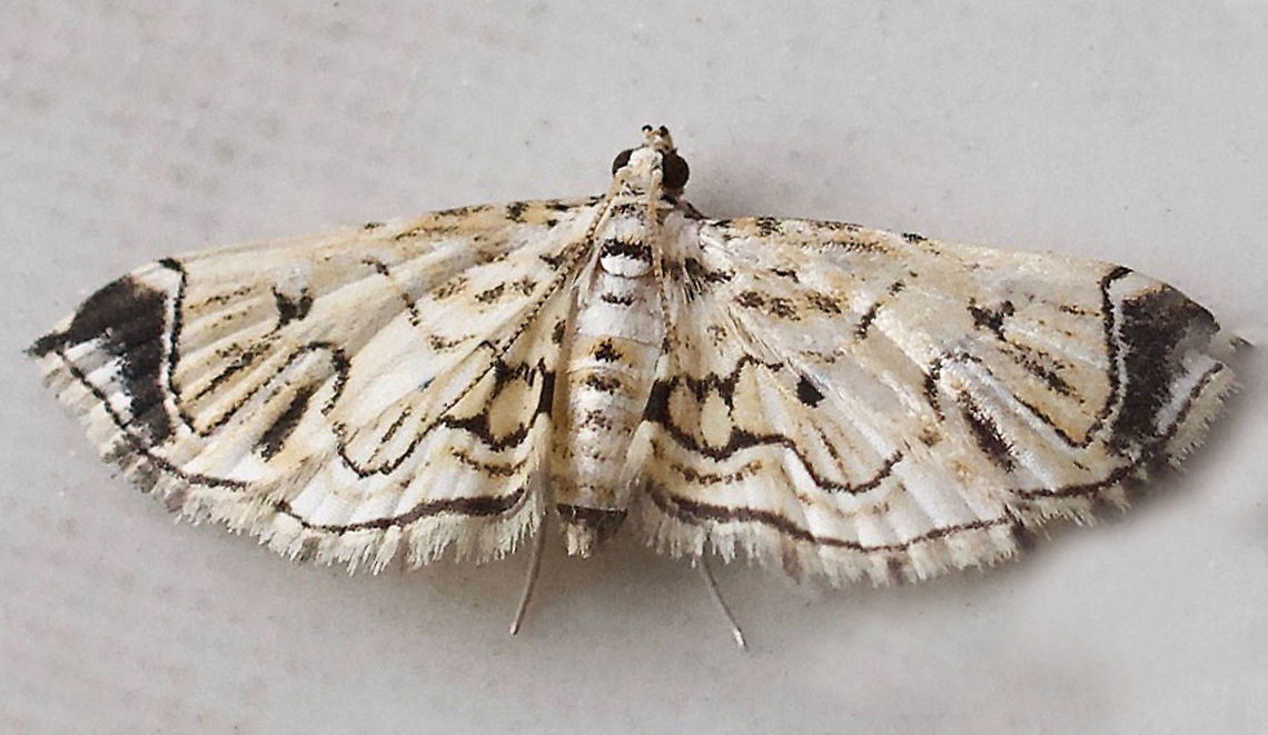 #247 Dapa, Valle Del Cauca 2100m