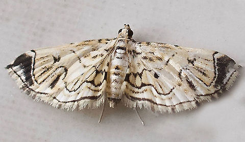 #247 Dapa, Valle Del Cauca 2100m