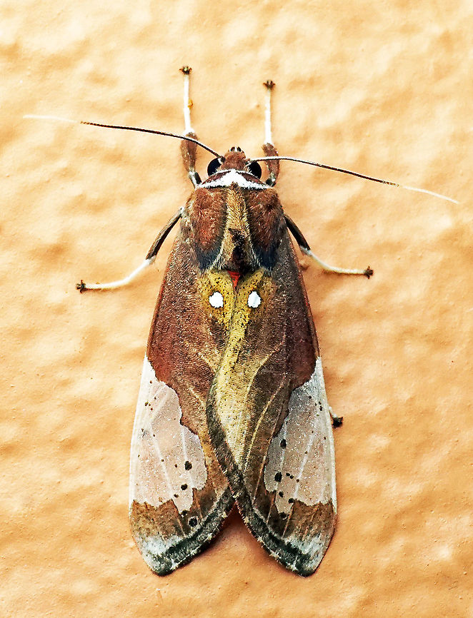 Bertholdia sp. Dapa, Valle Del Cauca 2100m