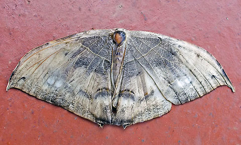 #251 Dapa, Valle Del Cauca 2100m