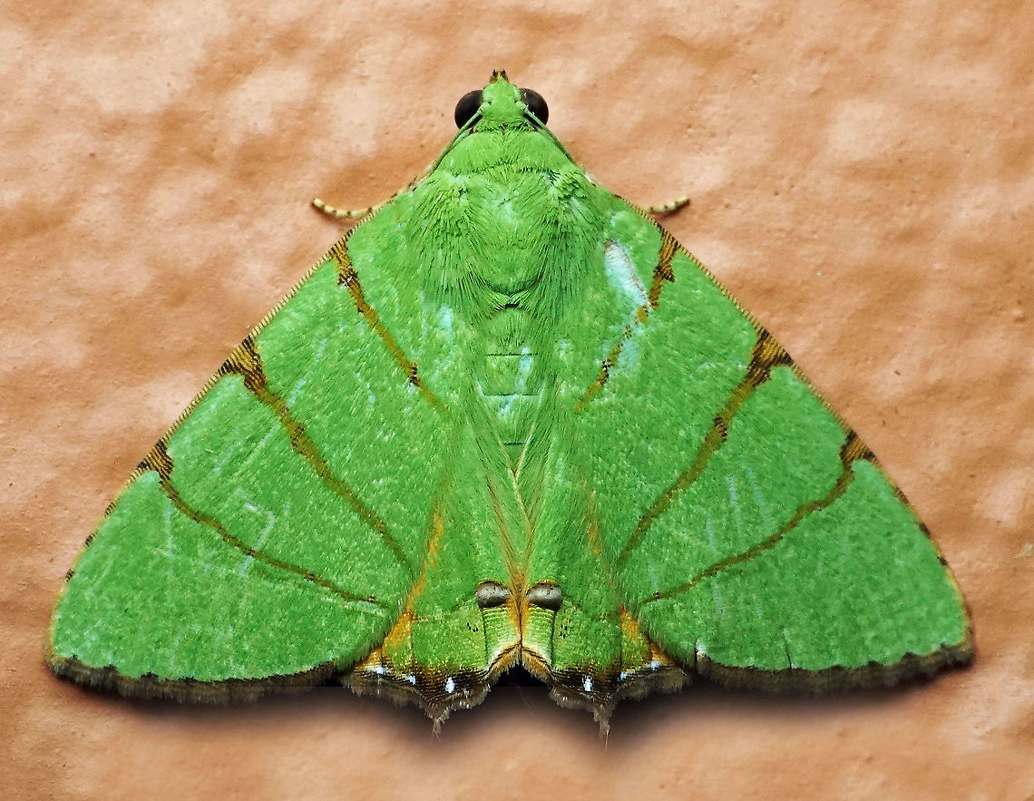 Eulepidotis folium Valle Del Cauca 2100m Eulepidotis folium