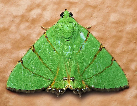 Eulepidotis folium Valle Del Cauca 2100m Eulepidotis folium