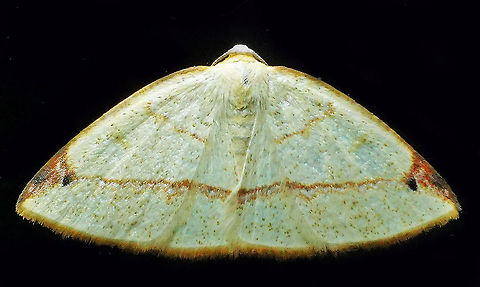 Microxydia orsitaria Valle Del Cauca 2100m Microxydia orsitaria