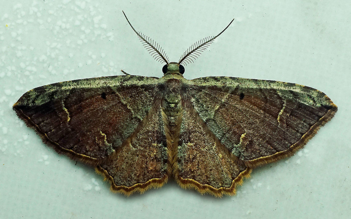 #255 Valle Del Cauca 2100m