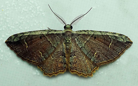 #255 Valle Del Cauca 2100m