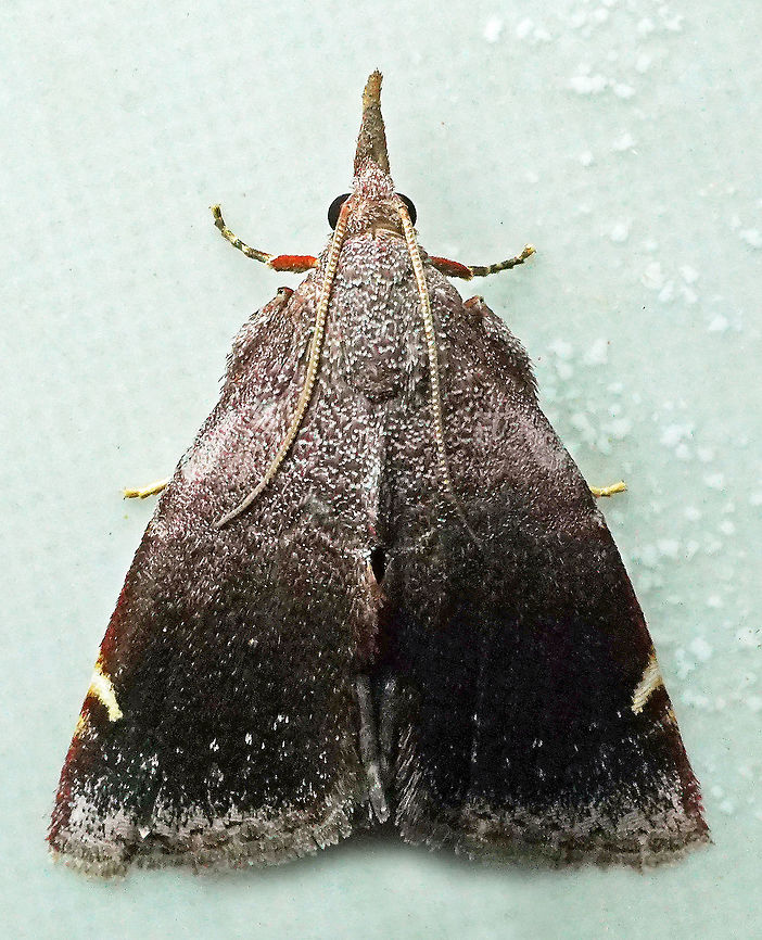 #256 Valle Del Cauca 2100m