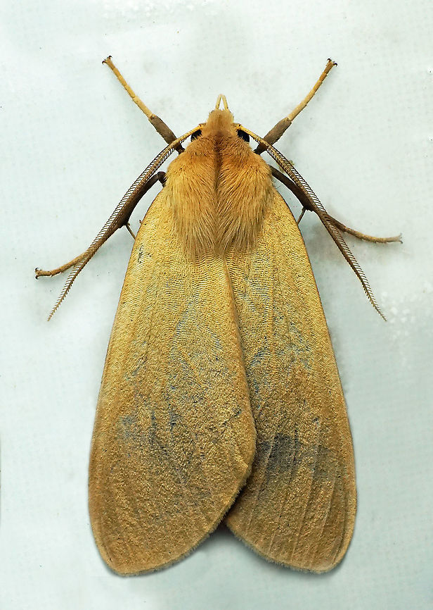 #257 Valle Del Cauca 2100m